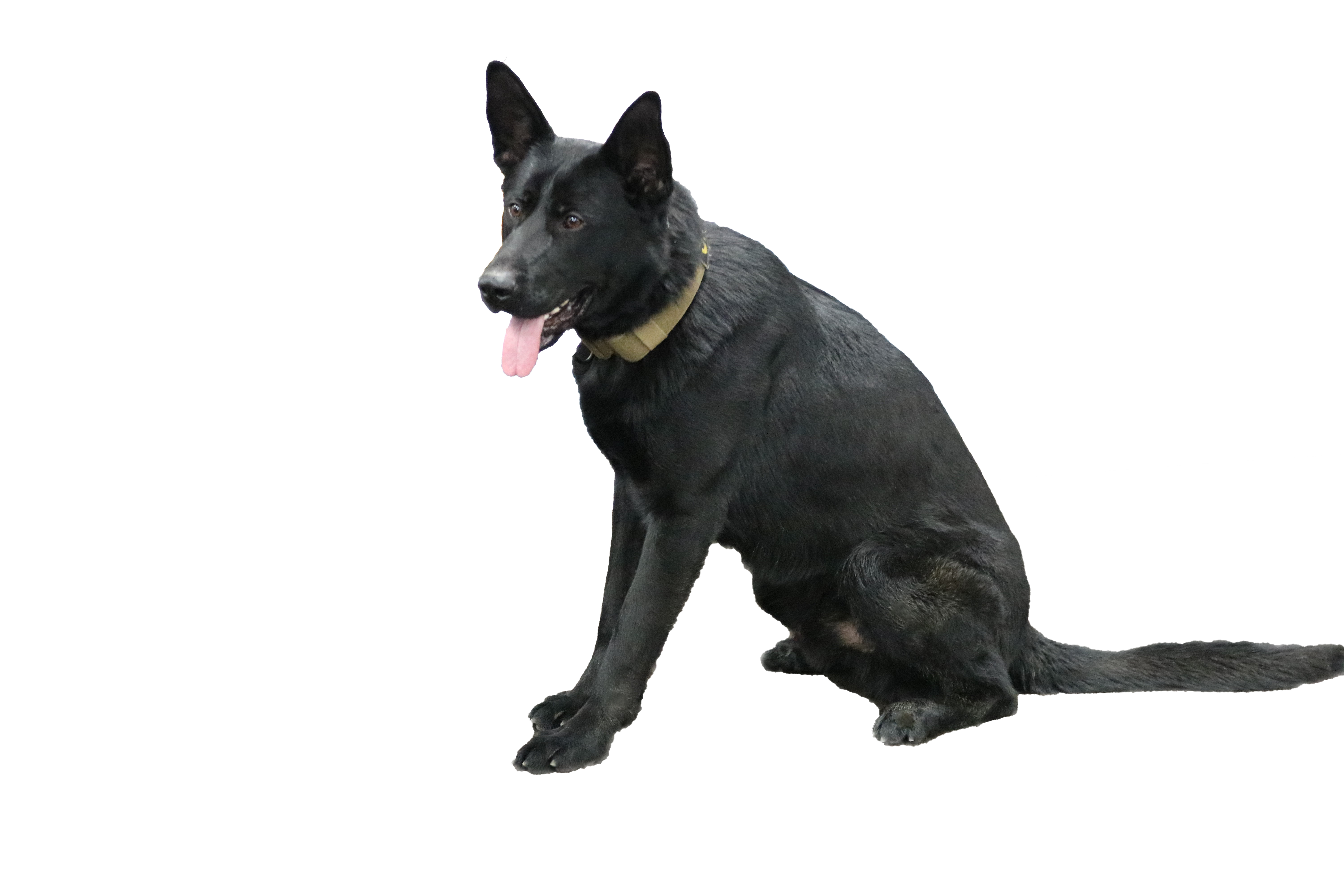 BCSO new K9 named after The Arc GBC